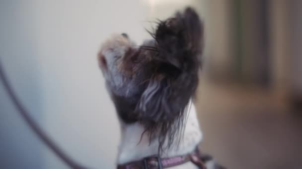 Großaufnahme Eines Shih Tzu Hundes Der Von Seinem Besitzer Ein — Stockvideo