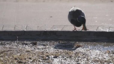 Havuzdan su içen tek bir yaban ördeği. Yavaş çekim. 