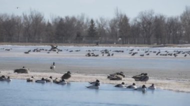 Güneşli bir kış gününde donmuş bir gölette oturan kuş sürüsü. Yavaş çekim. 