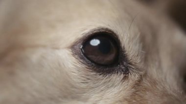 Köpek gözünün detaylarını kapat. Macro, ağır çekim.. 