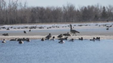Kışın donmuş gölde kazlar ve ördekler. Yavaş çekim. 
