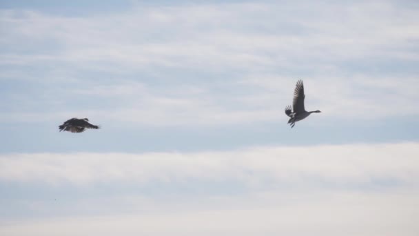 Dos Gansos Volando Graciosamente Contra Cielo Nublado Movimiento Lento — Vídeos de Stock