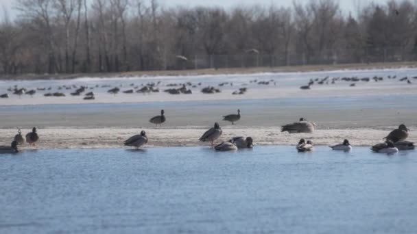 Gänse Und Enten Sitzen Winter Auf Einem Zugefrorenen See Zeitlupe — Stockvideo