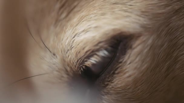 Σκυλιά Άνοιγμα Ματιών Αργά Μακροεντολή — Αρχείο Βίντεο