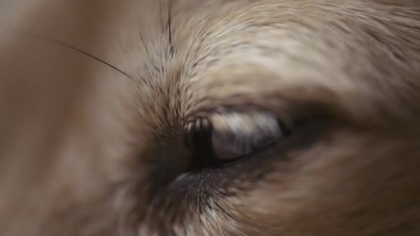 Собаки Глаза Медленно Открываются Макро — стоковое видео