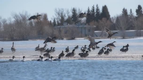 Manada Aves Que Vuelan Lejos Lago Congelado Parque Invierno Movimiento — Vídeos de Stock