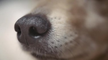 Köpeğin burnunun detaylarını kapat. Macro, ağır çekim.. 