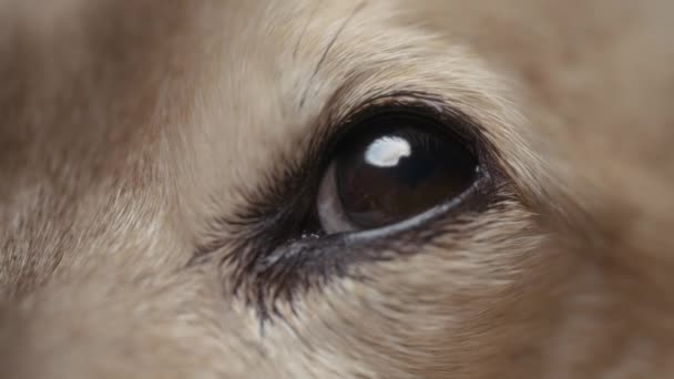 Κοντινές Λεπτομέρειες Ενός Ματιού Σκύλου Μακρο Αργή Κίνηση — Αρχείο Βίντεο