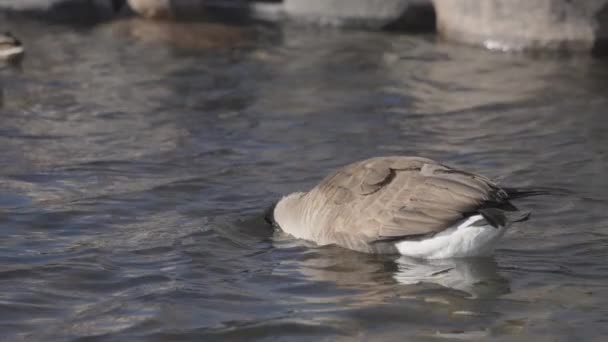 Ganso Flotando Superficie Del Lago Buscando Comida Agua Movimiento Lento — Vídeos de Stock