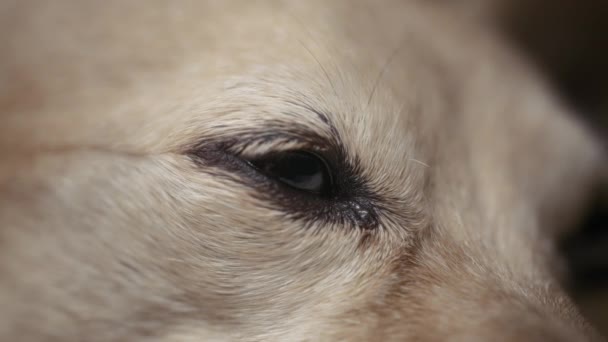 Close Dog Opening Its Eye Slowly Macro Slow Motion — Stock Video