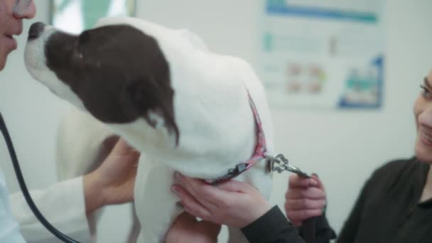 Собака Владелец Ветеринарной Клинике Проверяют Медленное Движение — стоковое видео