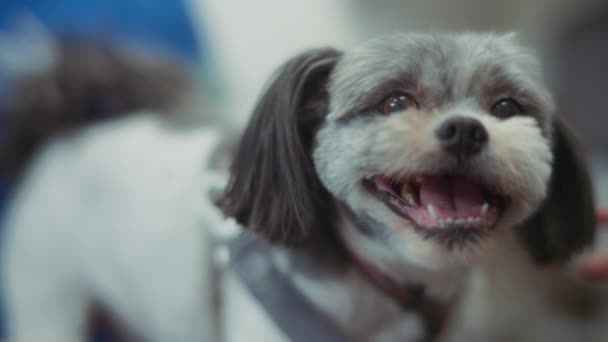 兽医预约的时候把一只狗拉上了 慢动作 — 图库视频影像