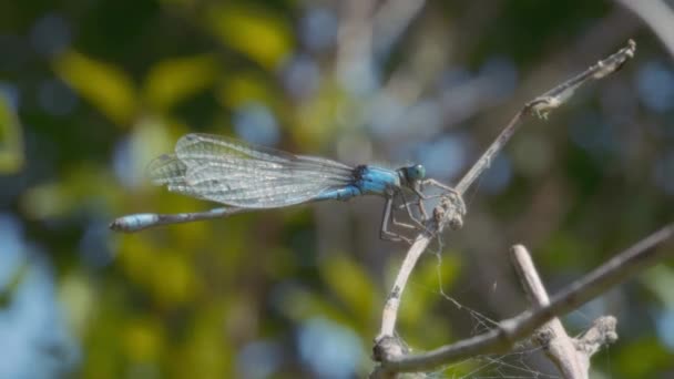 Mavi Yusufçuk Bir Örümcek Ağının Yanındaki Ağaç Dalında Oturuyor Yavaş — Stok video