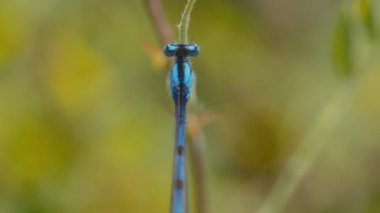 Parktaki mavi bir yusufçuğun üst görüntüsü. Yavaş çekim, makro çekim. 
