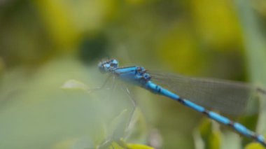 Macro, mavi bir yusufçuğa yaklaş. Yavaş çekim. 