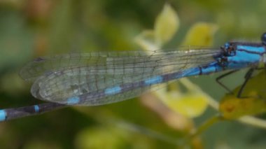 Mavi bir ejderha sineğinin kanatlarının yakınında. Yavaş çekim. 
