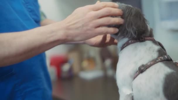 兽医在诊所里爱抚一只小狗崽子 慢动作 — 图库视频影像