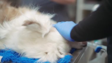 Diş işlemi sırasında masada yatan bir köpek. Yavaş çekim. 