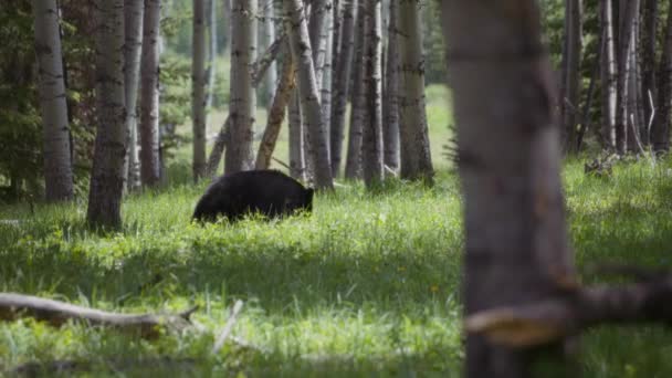 Black Bear Looking Food Middle Forest Slow Motion — Stock Video