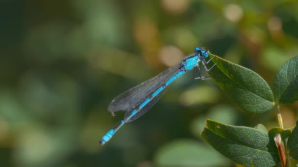 Libélula Azul Volando Lejos Una Hoja Verde Cámara Lenta Macro — Vídeos de Stock