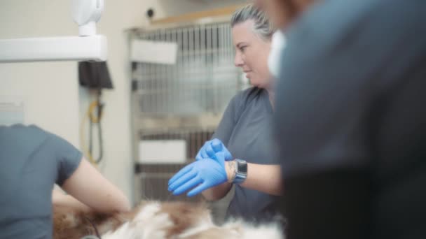 Ветеринарна Медсестра Надягає Рукавички Перед Процедурою Зубного Ряду Собаки Повільний — стокове відео