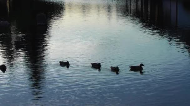 Eine Schar Stockenten Schwimmt Bei Sonnenuntergang See Zeitlupe — Stockvideo