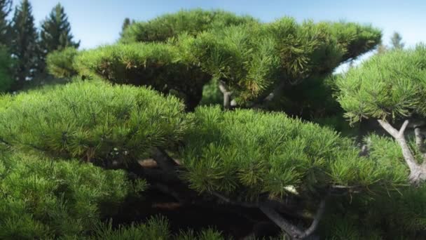 Pini Japonezi Grădinile Japoneze Mișcare Lentă — Videoclip de stoc