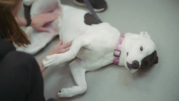 Cão Deitado Chão Durante Inspeção Veterinária Clínica Movimento Lento — Vídeo de Stock