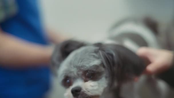 Shih Tzu Hund Zittert Der Tierklinik Zeitlupe — Stockvideo