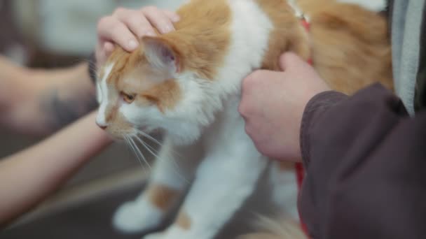 Veterinário Acariciando Gato Gengibre Durante Inspeção Movimento Lento — Vídeo de Stock
