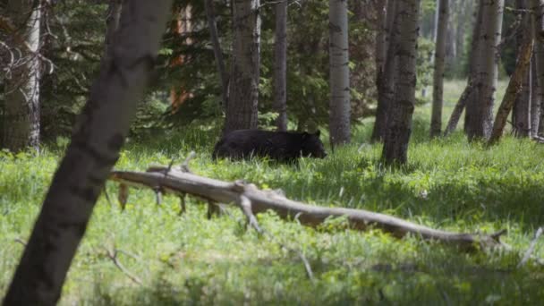 Черный Медведь Ходит Траве Деревьям Лесу Медленное Движение — стоковое видео