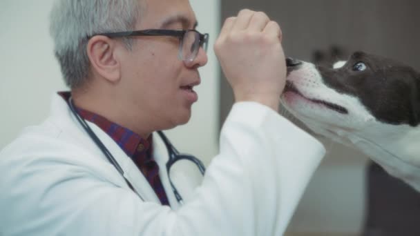 Medic Veterinar Masculin Oferă Recompense Câinilor Timpul Unei Inspecții Clinică — Videoclip de stoc