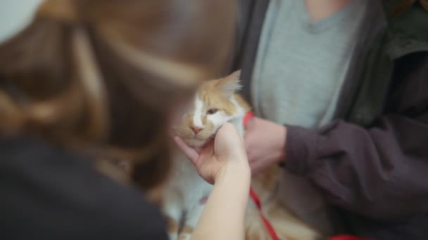 Veterinarian Owner Holding Ginger Cat Clinic Slow Motion — Stock Video