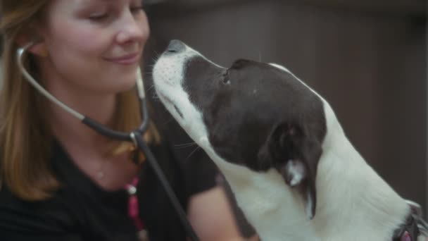 咬公牛的狗舔兽医脸在诊所 慢动作 — 图库视频影像