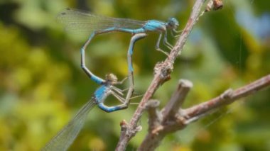 Mavi yusufçuklar kalp şeklinde çiftleşiyorlar. Yavaş çekim, makro çekim. 