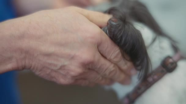 Veteriner Klinikteki Shih Tzu Köpeğini Teftiş Ediyor Yavaş Çekim — Stok video
