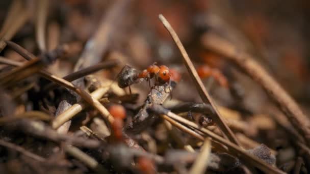Karınca Yuvasının Yanındaki Makro Ateş Karınca Kolonisi Yavaş Çekim — Stok video