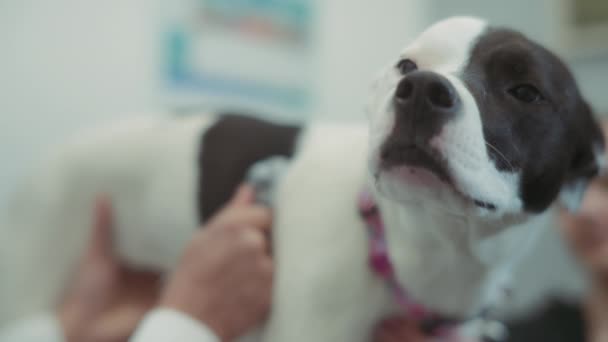 Close Cão Durante Inspeção Veterinária Clínica Movimento Lento — Vídeo de Stock