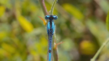 Fabrikadaki mavi yusufçuğun makro üst görüntüsü. Yavaş çekim. 