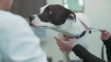 Veteriner kliniğindeki teftiş sırasında siyah ve beyaz pitbull teriyeri. Yavaş çekim. 