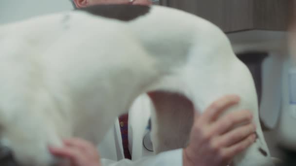 Ветеринар Проверяет Задние Ноги Собак Время Физического Осмотра Ветеринарной Клинике — стоковое видео