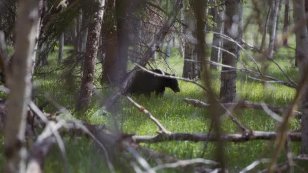 Black Bear Walking Woods While Eating Grass Slow Motion — Stock Video