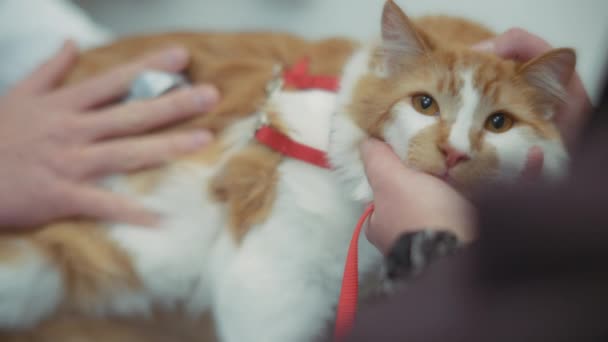 Close Ginger Cat Vet Inspection Slow Motion — Stock Video