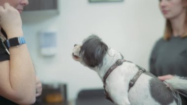 Shih tzu köpeği klinikteki bir veterinerden ödül alır. Yavaş çekim. 