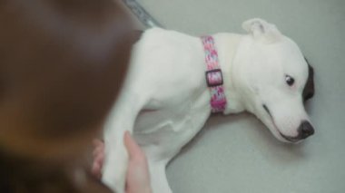 Veteriner klinikte yerde yatan bir köpeği okşuyor. Yavaş çekim. 
