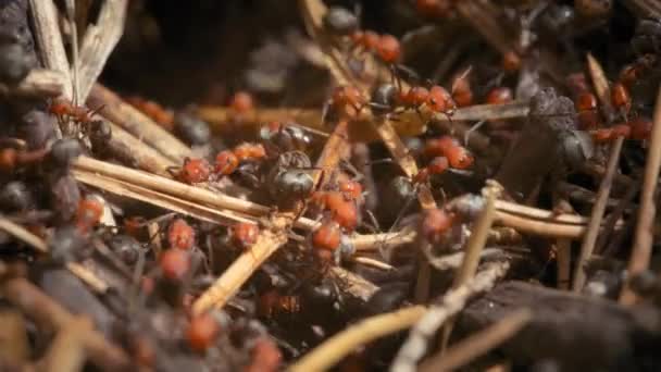Colonia Hormigas Fuego Arrastrándose Sobre Hormiguero Bosque Movimiento Lento — Vídeos de Stock