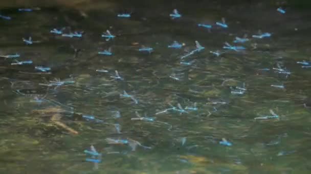 Голубые Стрекозы Летают Над Поверхностью Озера Медленное Движение — стоковое видео