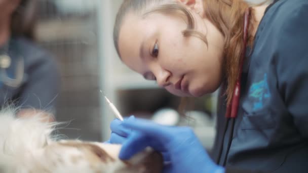 Ветеринар Чистит Собачьим Зубам Время Стоматологической Процедуры Медленное Движение — стоковое видео