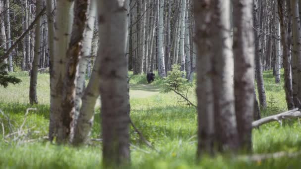 Vahşi Siyah Ayı Ormanda Yavaşça Yürüyor Yavaş Çekim — Stok video