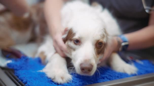 Veterinární Sestra Hladící Australského Ovčáckého Psa Před Operací Zpomalený Pohyb — Stock video